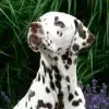 of the Living Spots profile