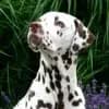 of the Living Spots profile