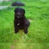 von den Goldenen Disteln profile