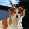 vom kleinen Wingert profile