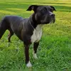 Trusty Rascals profile