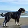 Hundezucht von den Kalkseehexen profile