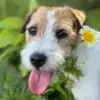 of Cornwall's Pride profile