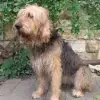 Fairyhounds profile