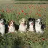 of the red poppy profile