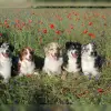 of the red poppy profile