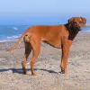 von den Storchenauen profile