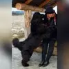 Huggle Double Bears profile