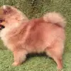 Pommerlunder’s profile