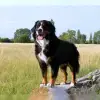 von der Bonnaue profile