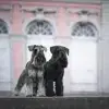 vom Veenteich profile