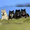 vom Schwarzwaldwolf profile