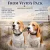 from Vivid’s Pack profile
