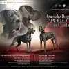 Apollo in Canibus profile