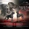 Apollo in Canibus profile