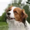 vom Erlenring profile