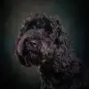 Lua Lusa profile