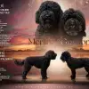Merlin's ... of Gordon profile