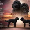 Merlin's ... of Gordon profile