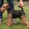 Theiler's Welsh profile
