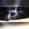 vom Salamandertal profile