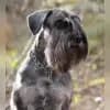 Vom Obborn profile