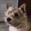 ABRAXAS profile