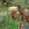 Cologne Red Dogs profile