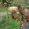 Cologne Red Dogs profile