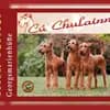 Cú Chulainn's Irish Terrier profile
