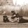 vom Zauberwald profile