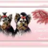 from Yorkie-Home of Sunshine profile