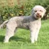Lucky Lagotto profile