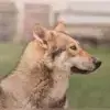 Hunter of the North profile