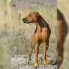 Shurugwi profile