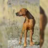 Shurugwi profile