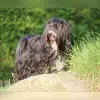 Bous-Thun profile