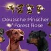 of Forest Rose profile