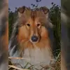 von den Wieste Niederungen profile