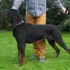 vom wilden Holz profile