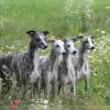 High on Emotion profile