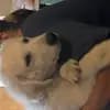 Kuvasz Zucht von der Hohen Steige profile