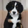von der Büdinger Ziegelhütte profile
