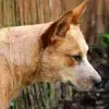 Mountain Star Heelers profile