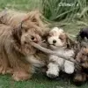 Cillimar’s profile