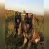 vom Wälderblut profile