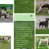 von der Spreeaue profile