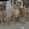 Little Big Dogs profile