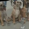 Little Big Dogs profile