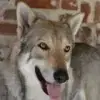 Lobo’s Legend profile